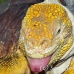 iguana_land_spz_h_0127_ecu1826.jpg